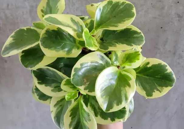 豆瓣绿的花语与风水：为何象征“圆满与好运”？一文说清来源与礼俗