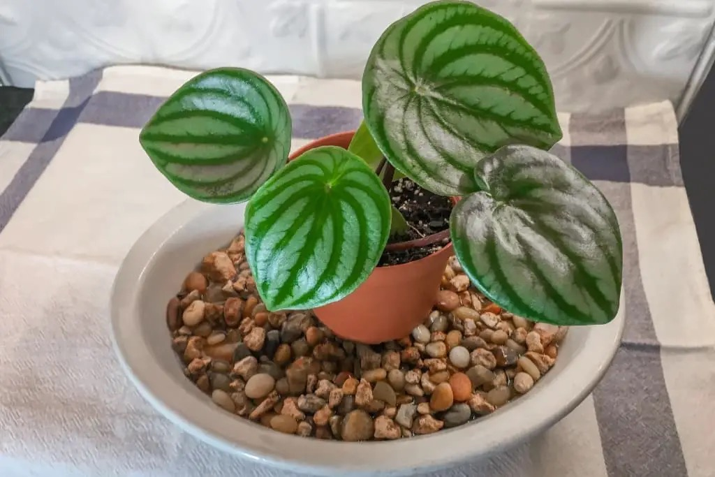 peperomia obtusifolia pebble tray humidity