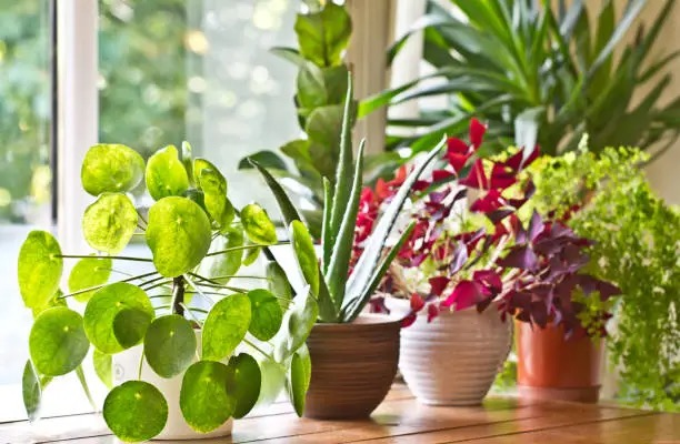peperomia obtusifolia east window shelf