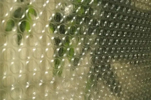 peperomia obtusifolia bubble wrap window