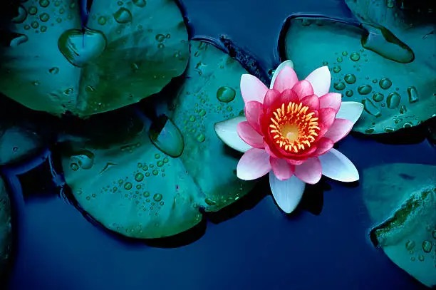 dwarf water lily minimalist bowl