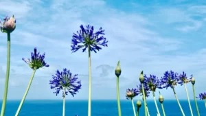 agapanthus South Africa hillside habitat