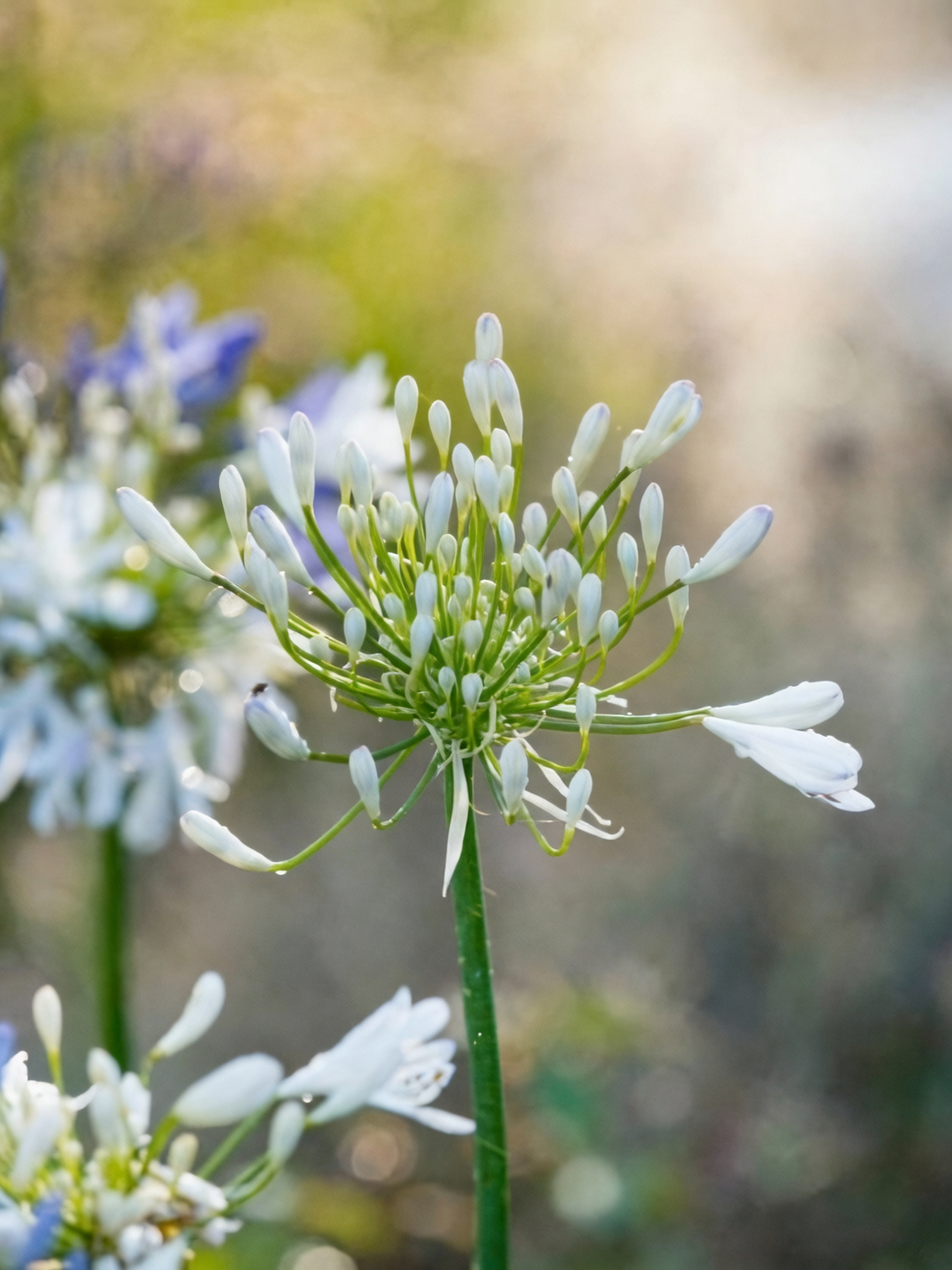 blue and white agapanthus close-up