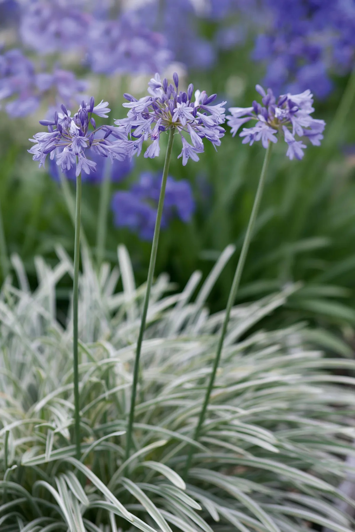 From Border to Bouquet: Make Agapanthus Last Longer in the Vase (Styling Those Sculptural Stems)