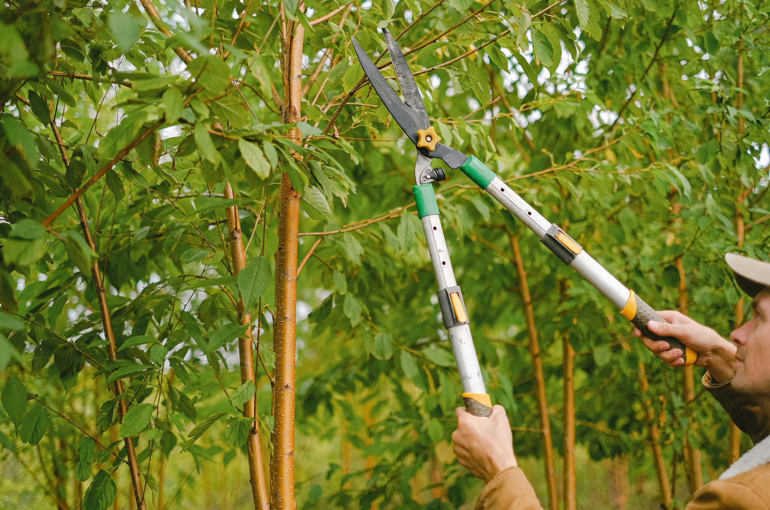 African marigold root trimming