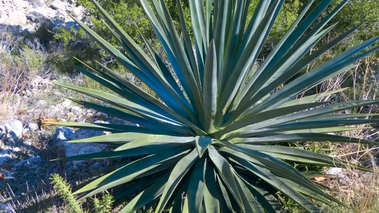 agave raised mound drainage