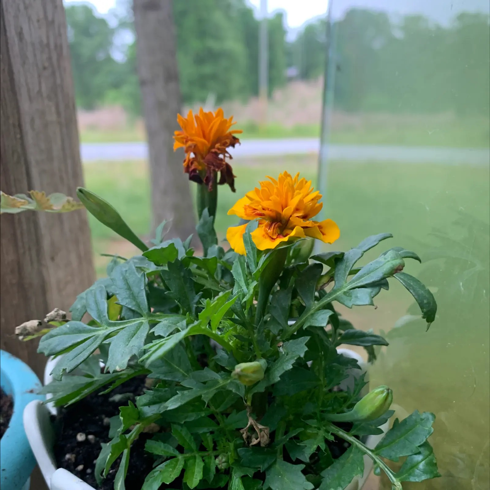 African marigold powdery mildew leaves
