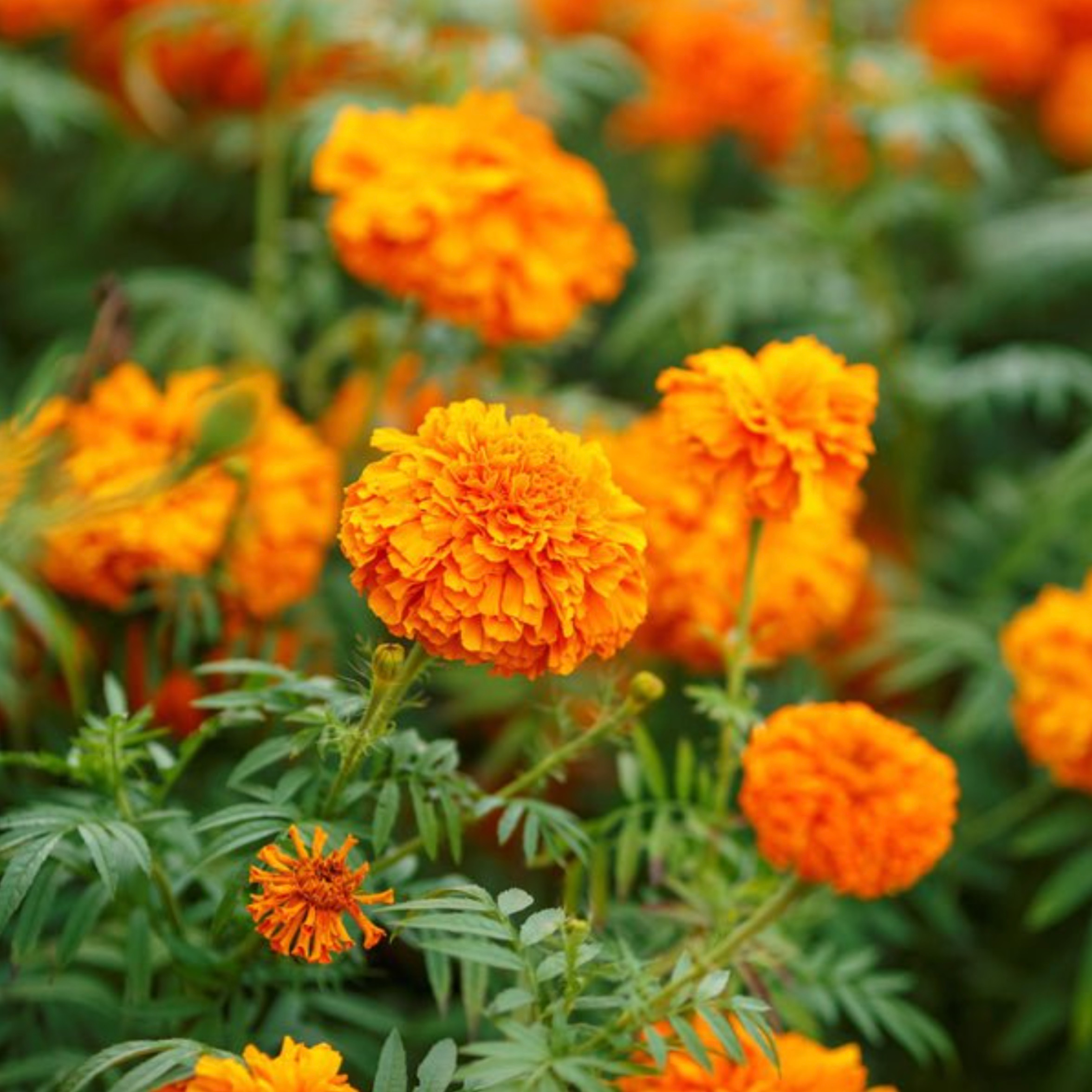 Petals on the Plate—Safely: Edible Uses, Bold Flavors, and Lutein from African Marigold