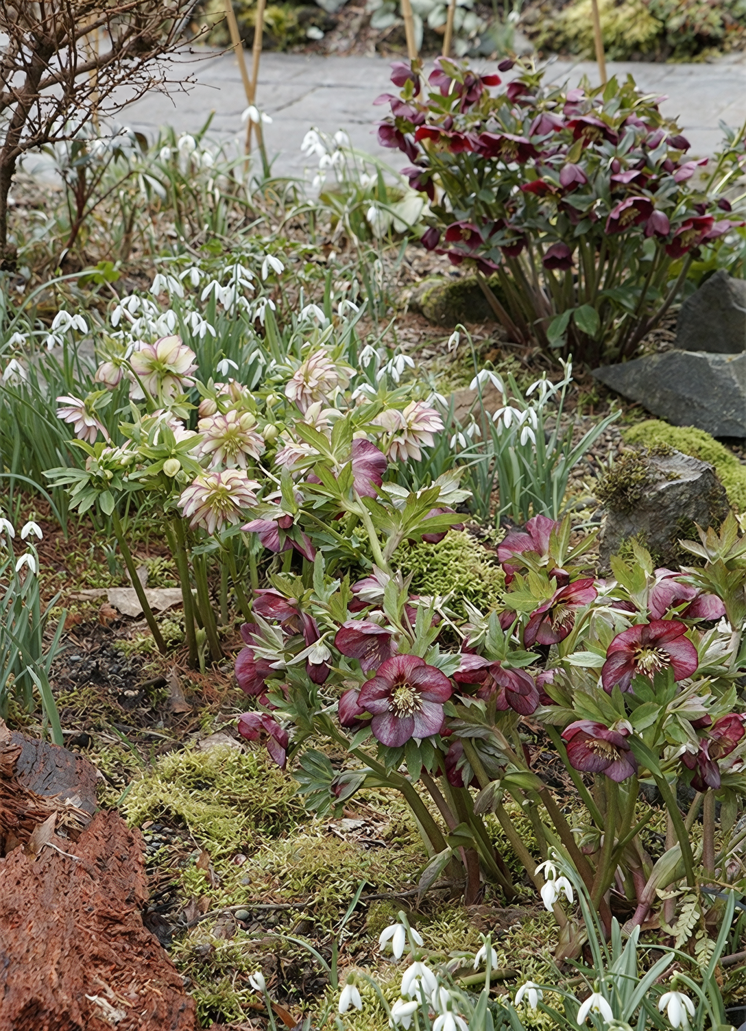 Woodland Carpet Magic: Shade-Garden Design with Sweet Violet as Fragrant Ground Cover
