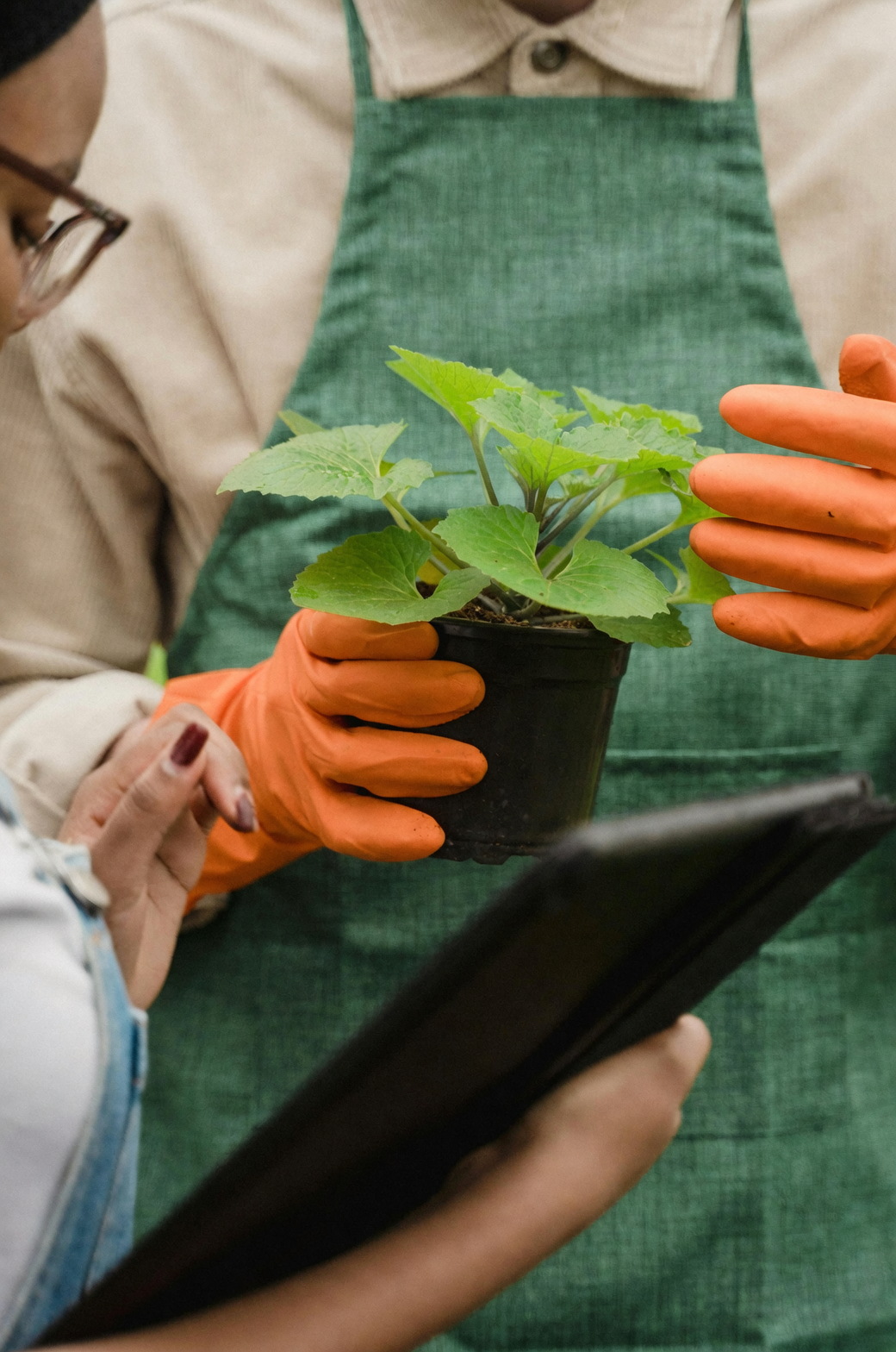 fig pruning gloves latex sap