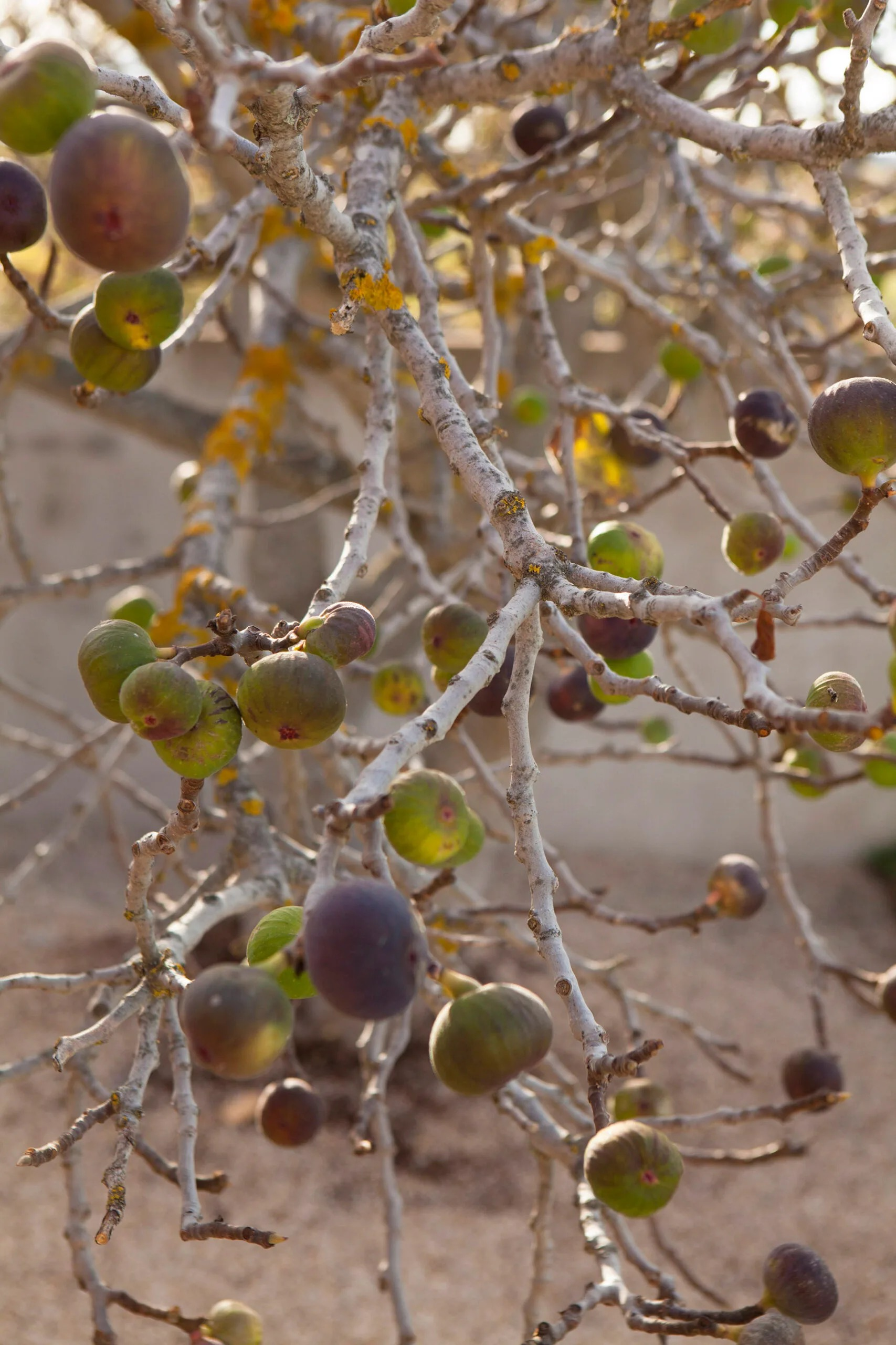 Leaves of Modesty, Fruit of Abundance: The Fig’s Symbolism and ‘Flower Language’ from Eden to Today