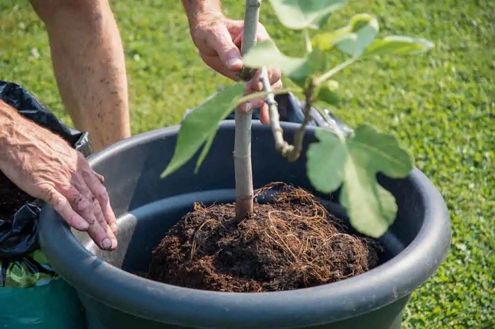 fig watering can balcony