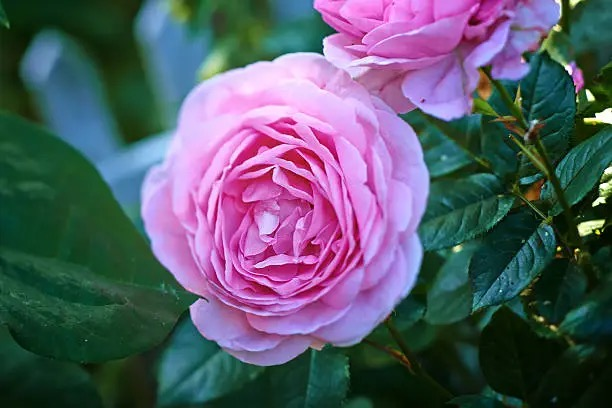 rosa rugosa flower close-up stamens