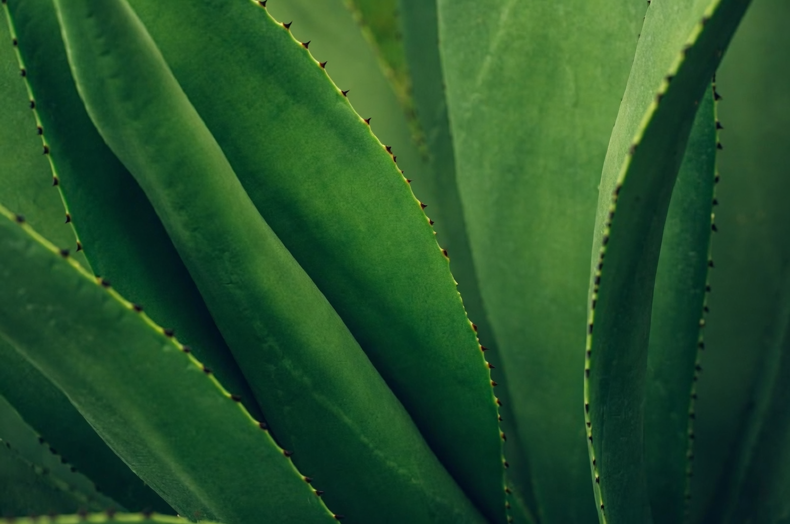 别被“世纪植物”划伤了：龙舌兰刺与汁液安全红线（养宠家庭必读）