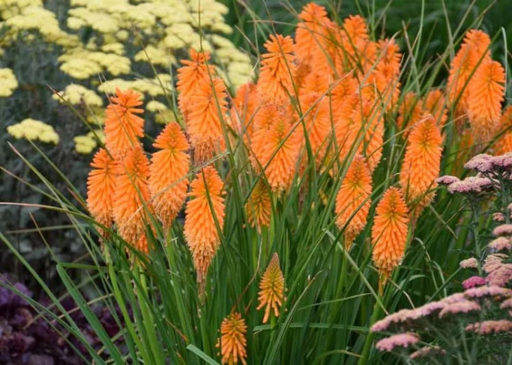 red hot poker with coneflowers