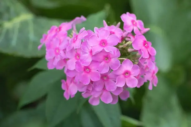 annual phlox half-open harvest morning