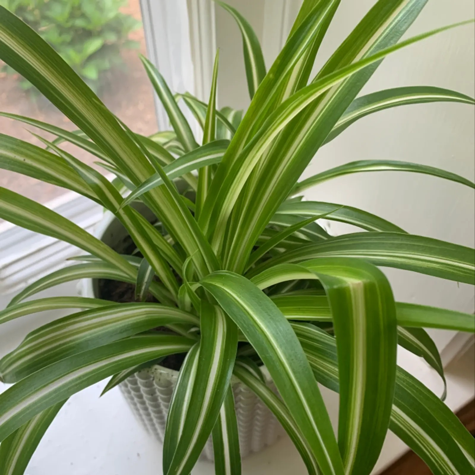 spider plant variegated leaves close-up