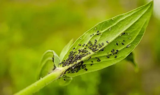 spider plant aphids close-up