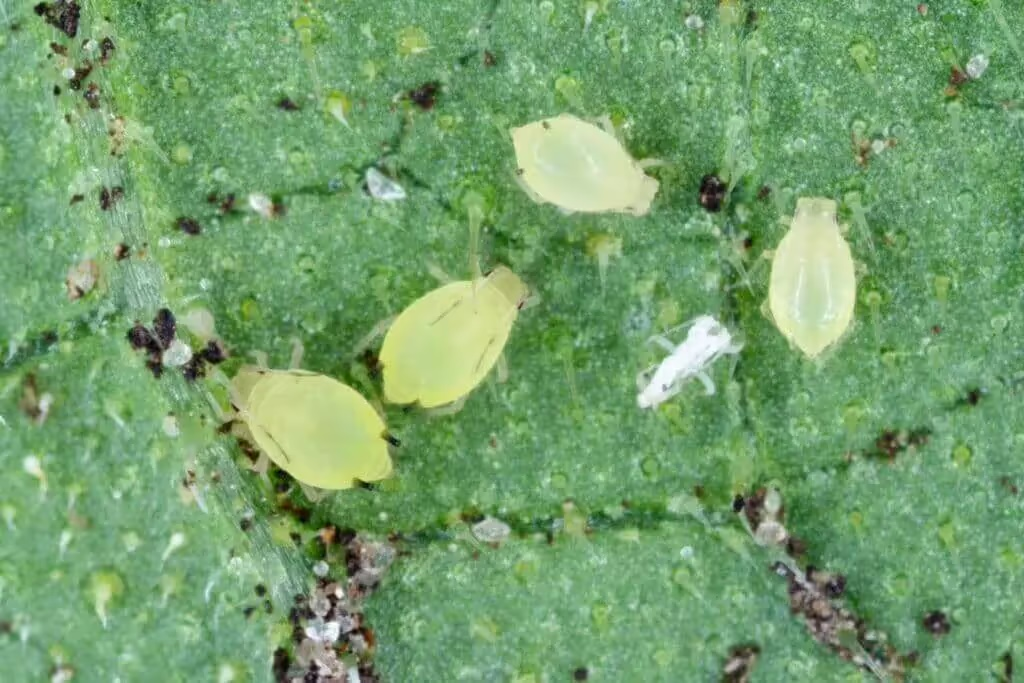 jasmine aphids on buds macro