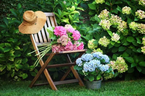 Hydrangea Happy Hour: Nail the 3–6 Sun Rule and a No-Wilt Watering Routine