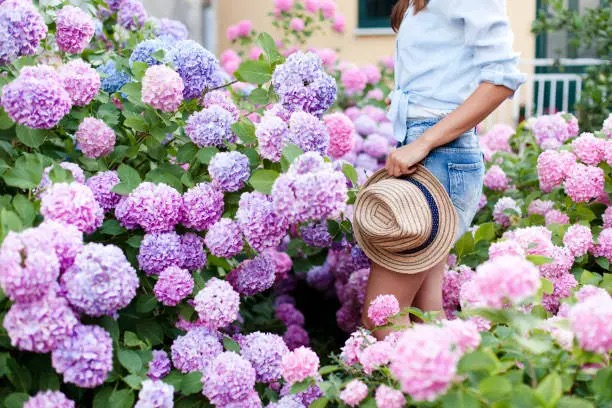 别乱剪！“老枝开花”还是“新枝开花”？绣球修剪时间与力度图解