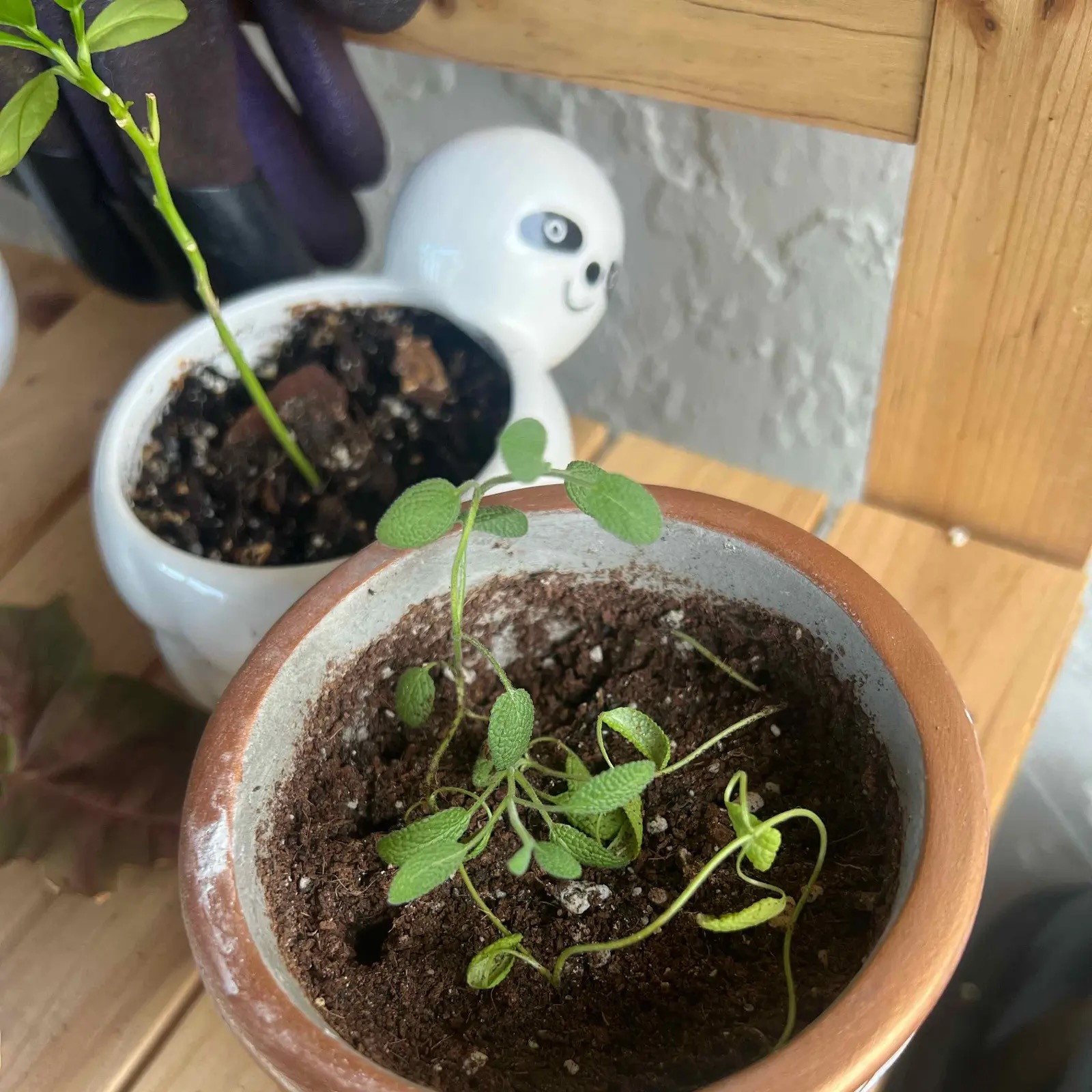 sage potting mix terracotta grit