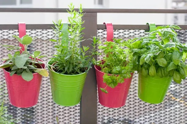 阳台党如何把鼠尾草养香？补光、通风与盆土配方的实测结论