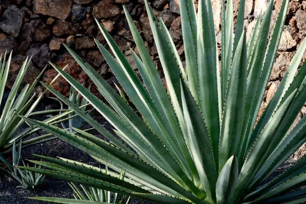 agave with golden barrel cactus