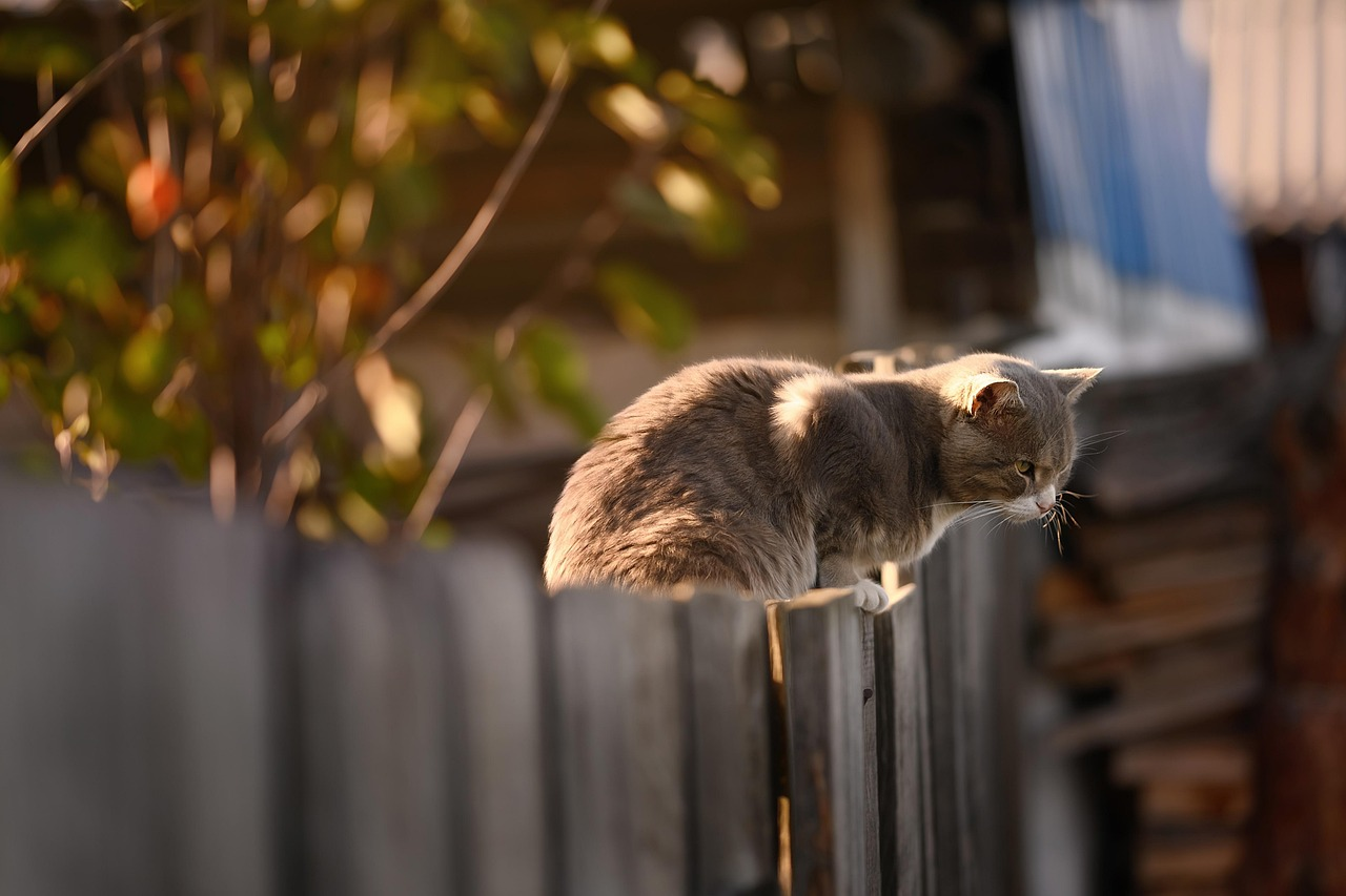 cat near agave safety fence