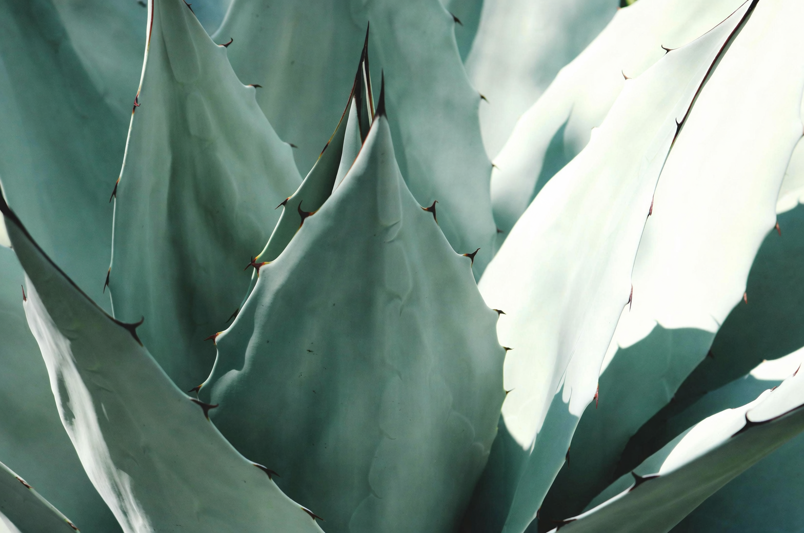 agave americana repotting wrapped leaves