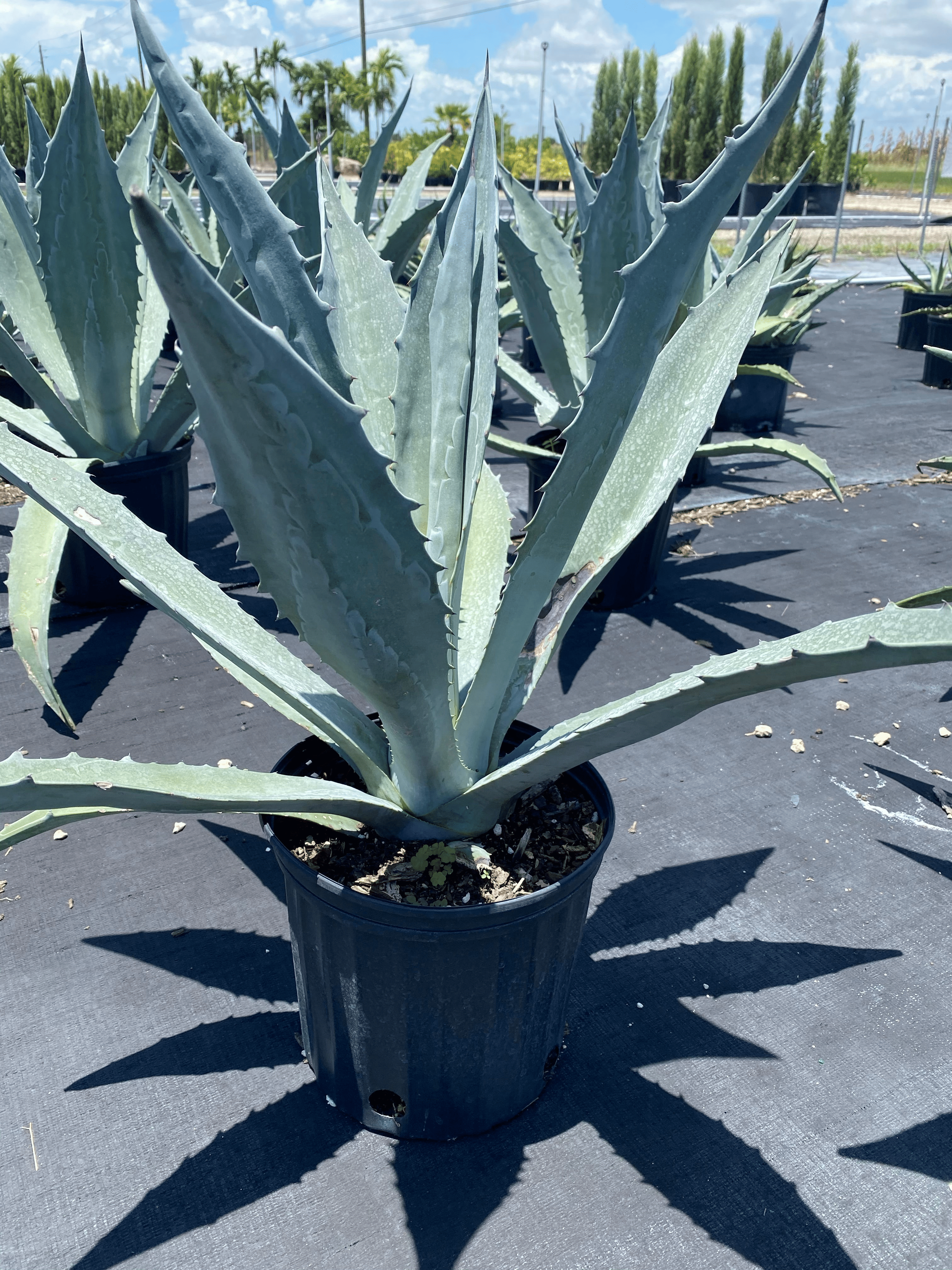 特基拉真的是它酿的吗？一文分清美洲龙舌兰与“蓝色龙舌兰”