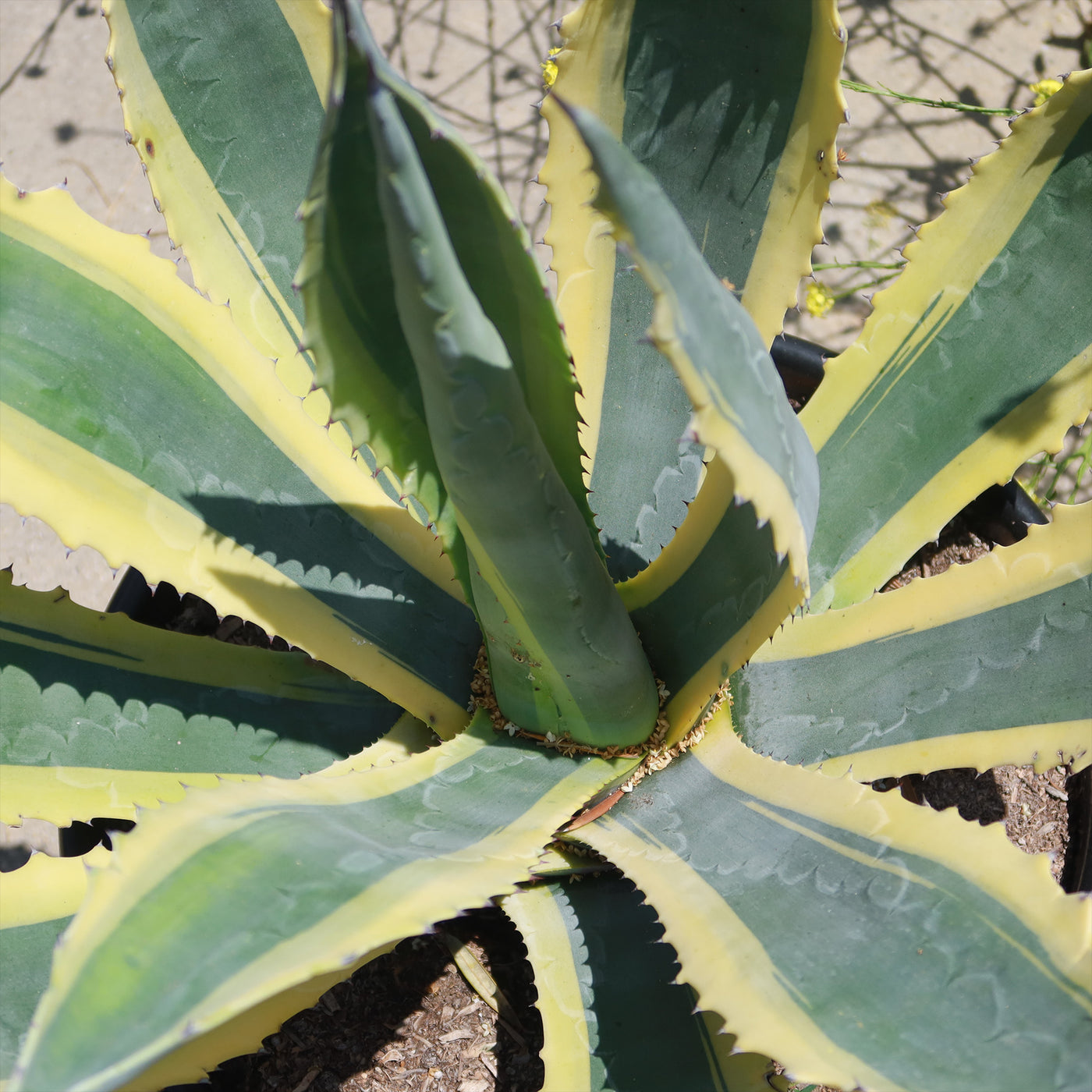 agave americana variegata leaf close-up