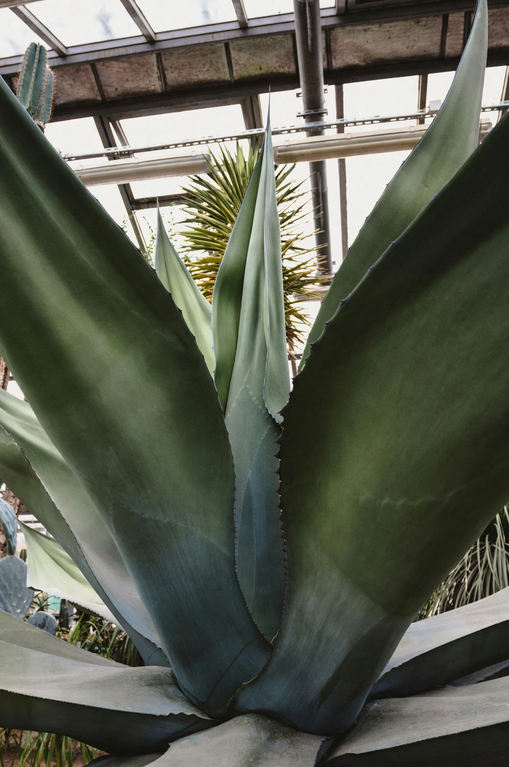 agave americana xeriscape garden focal