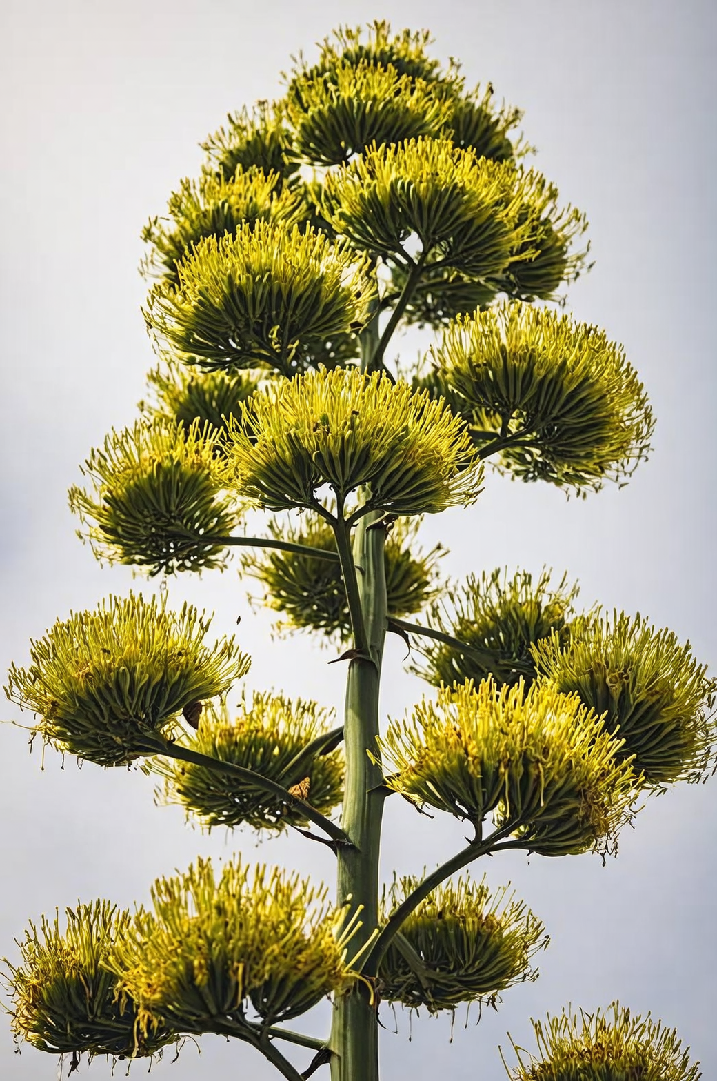 agave americana flowering stalk