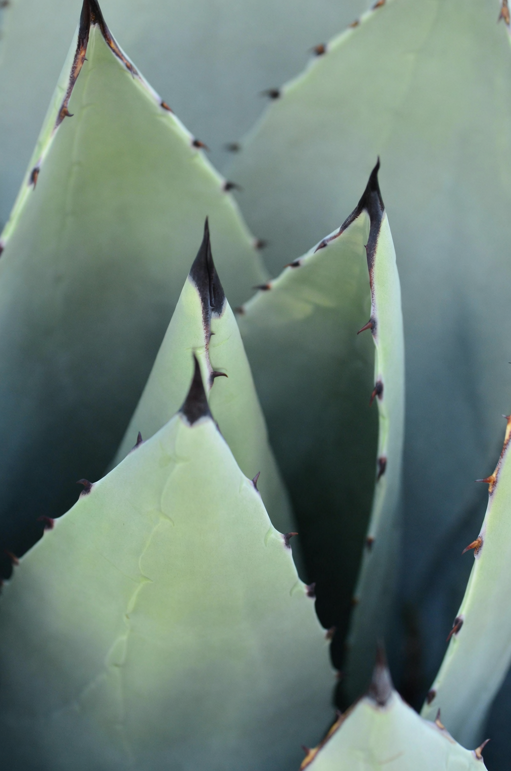 agave leaf spines close-up