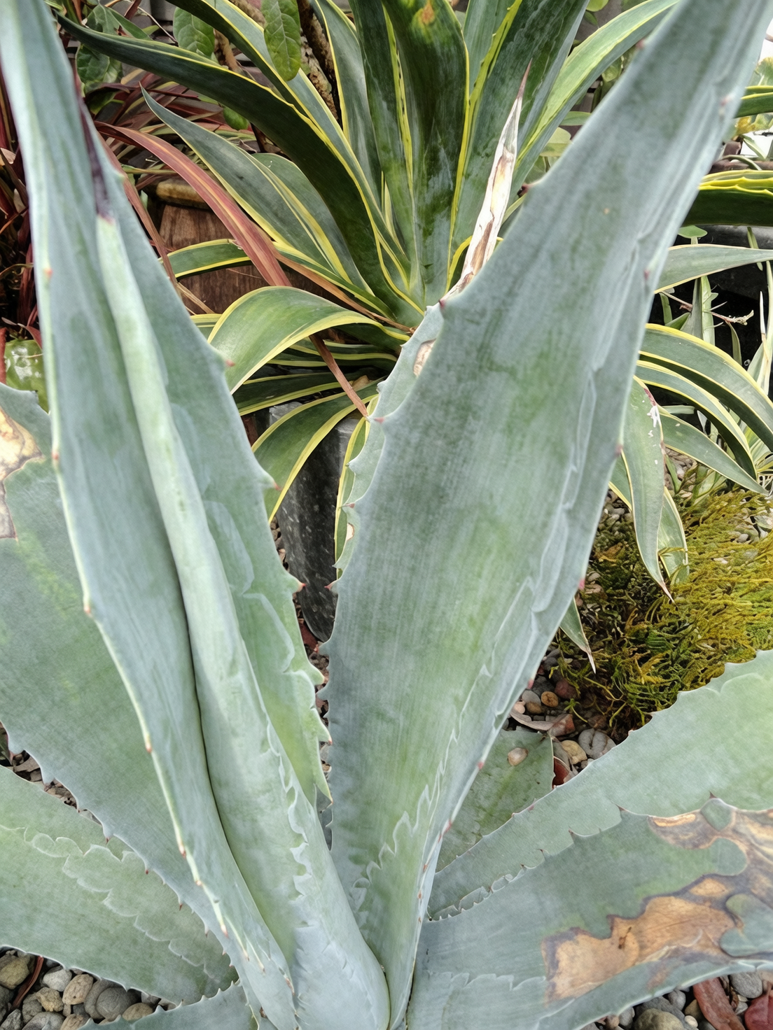 agave under shade cloth