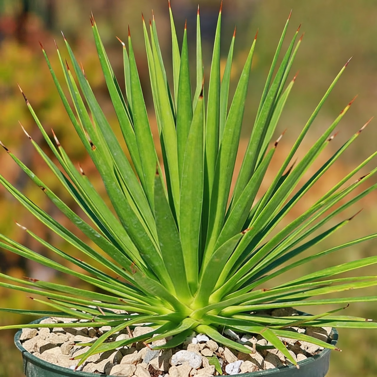 agave americana rosette close-up