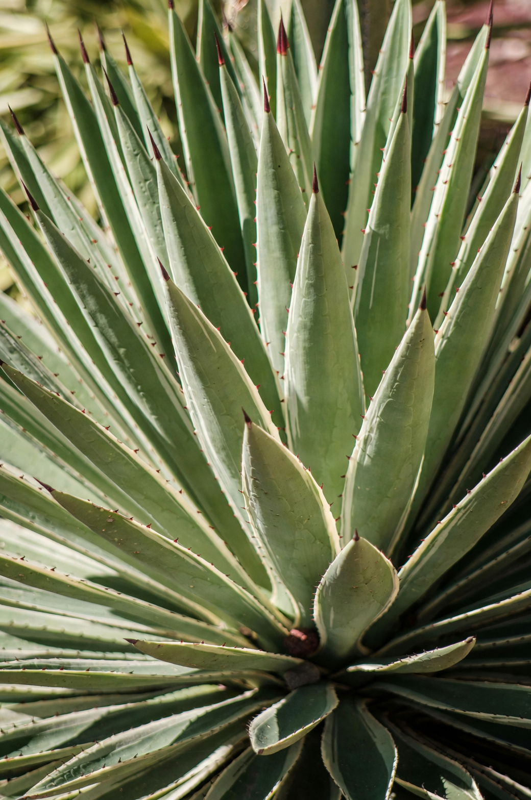 agave watering along pot edge