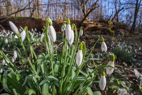 球还没见花先烂了？雪花莲常见问题急救手册