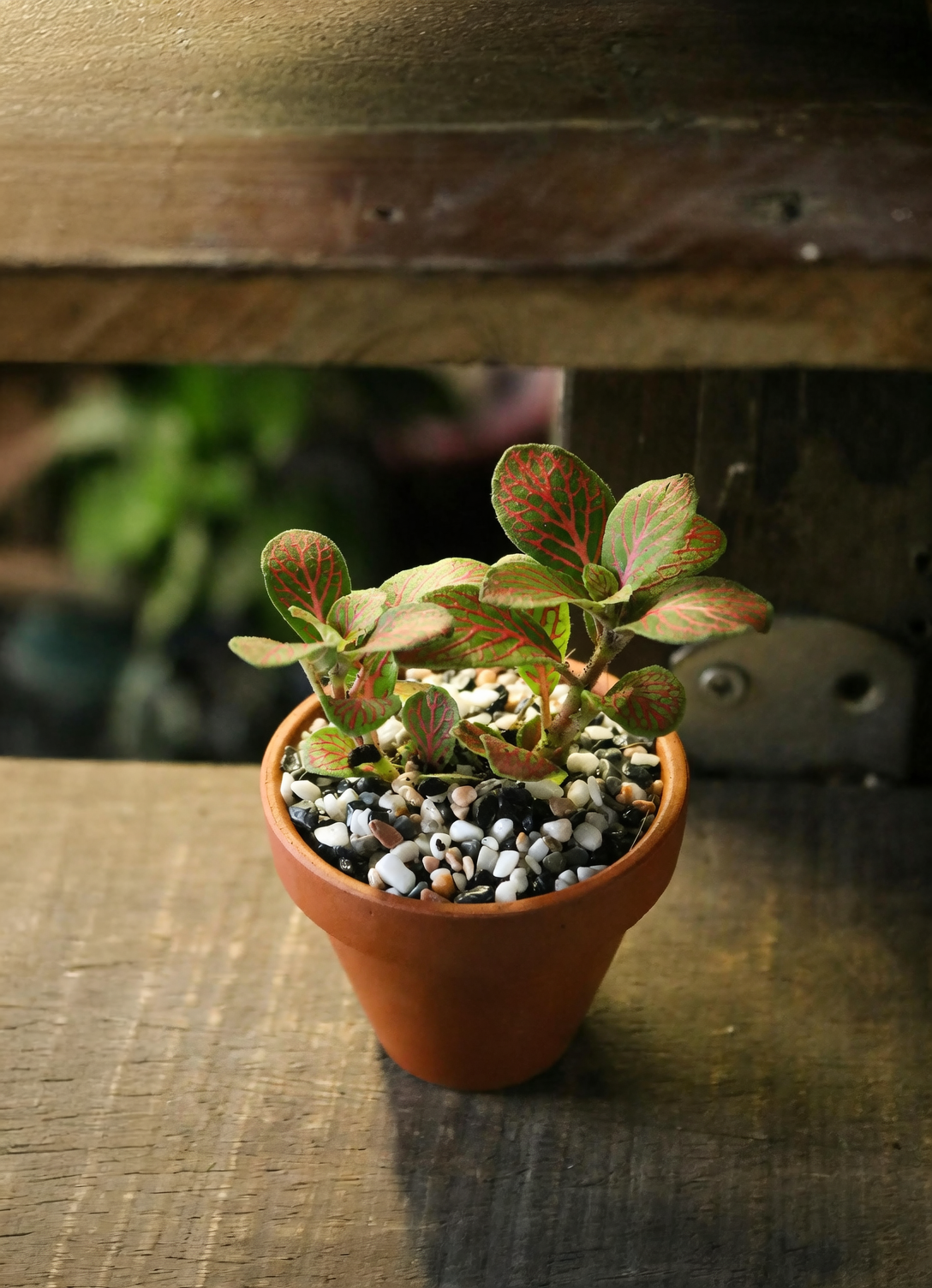 snowdrop terracotta pot drainage