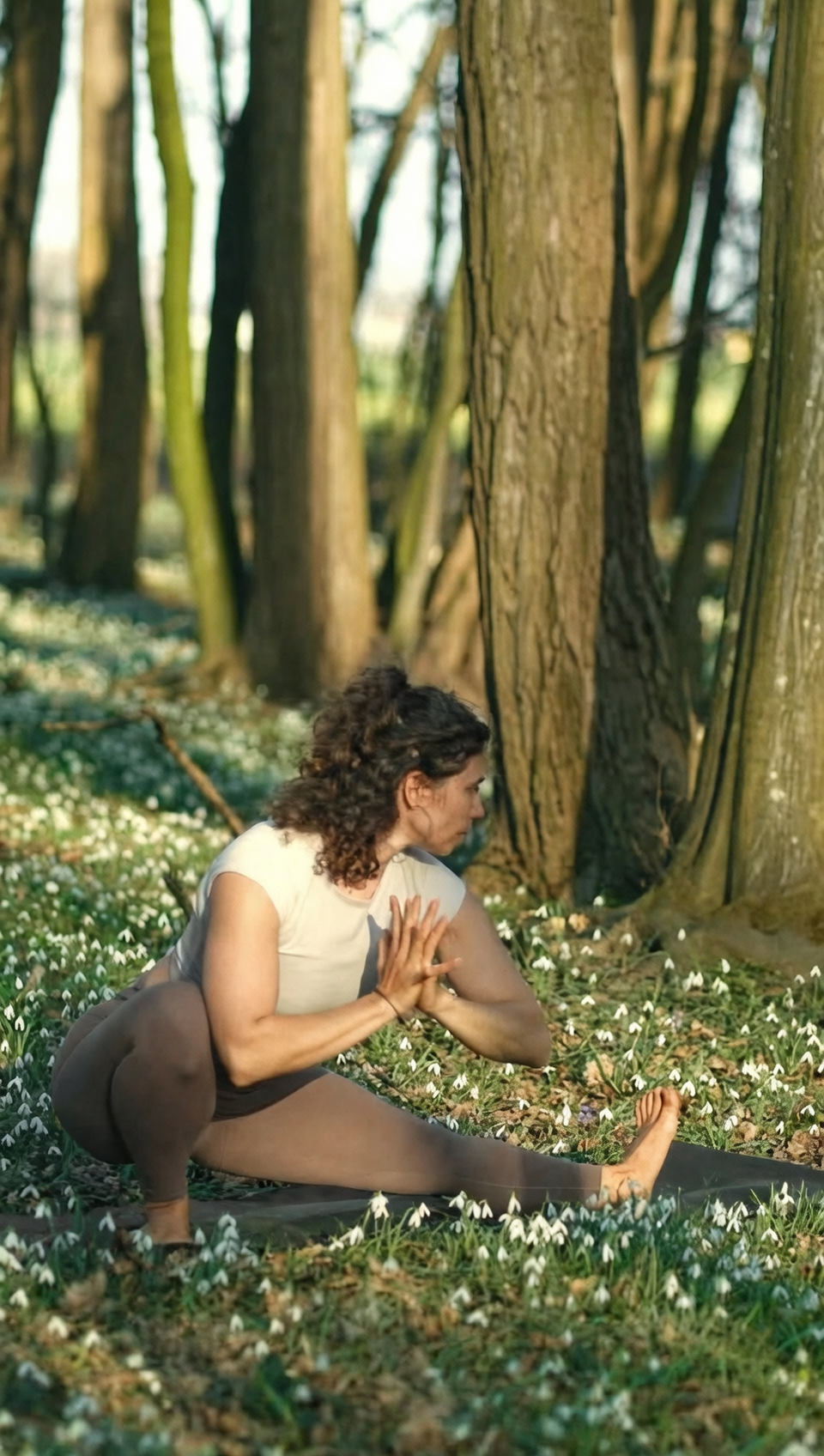 snowdrop under deciduous trees
