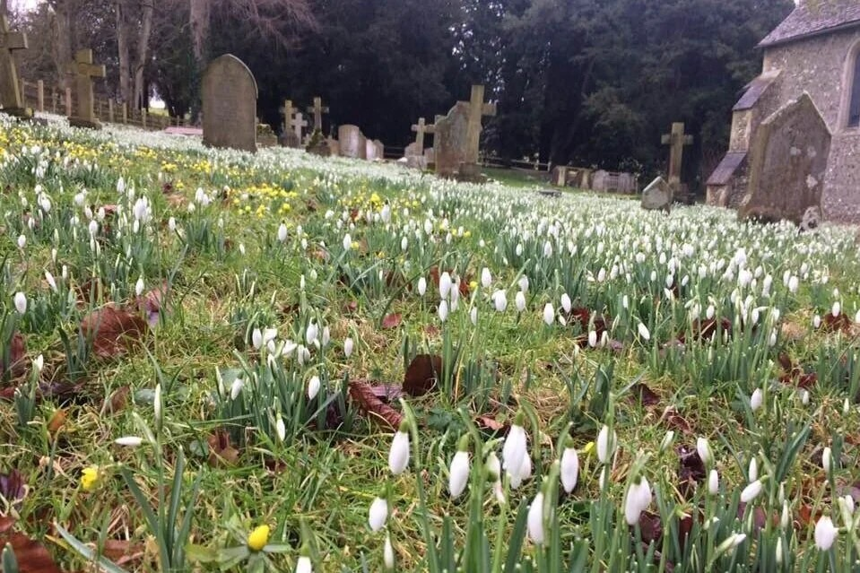 snowdrop path churchyard UK