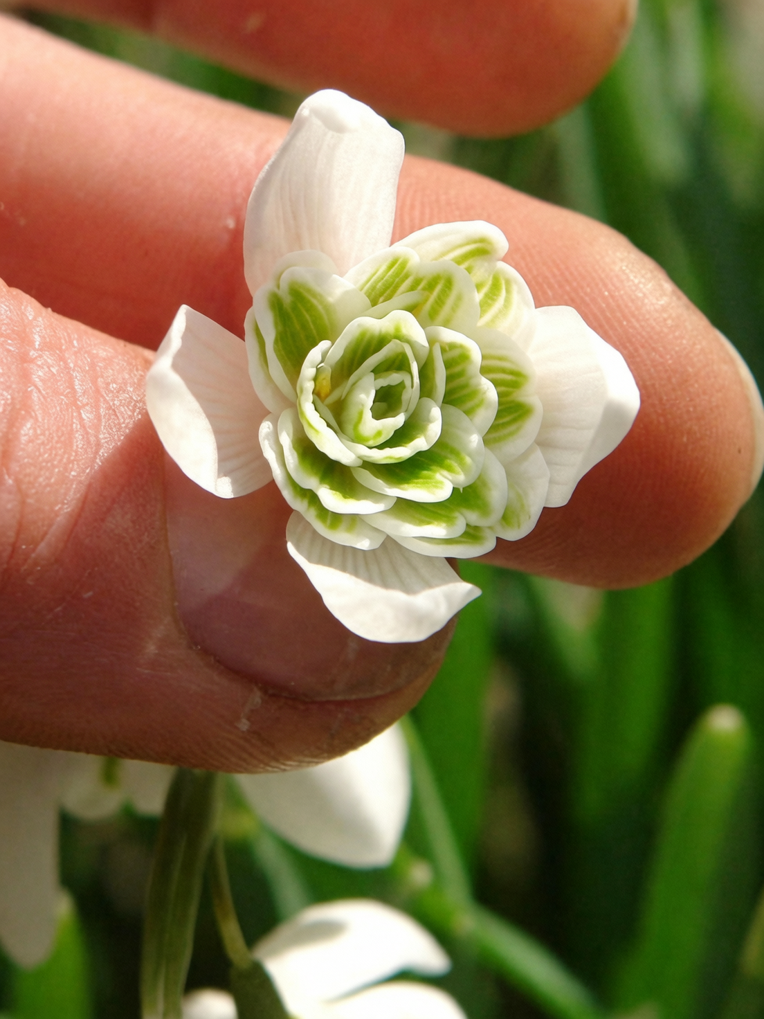 snowdrop double flower close-up