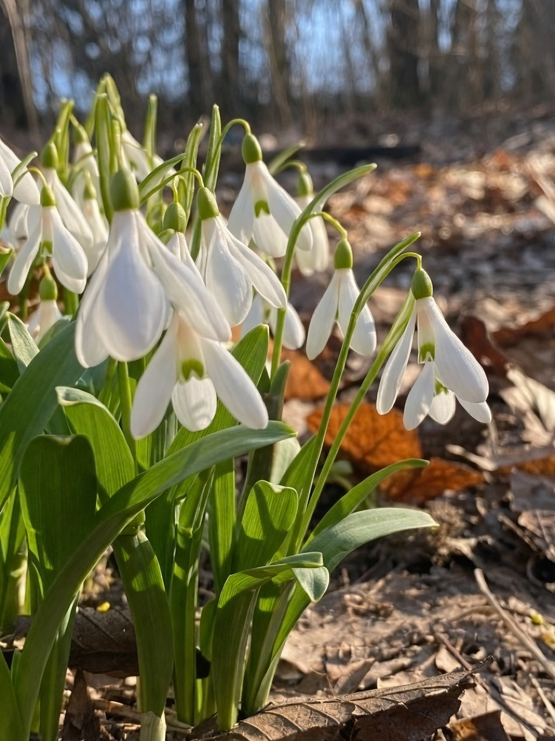 snowdrop drifts woodland garden