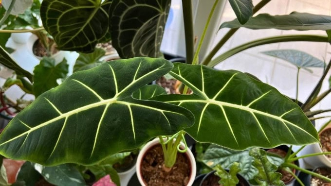 Alocasia Care, Zero Guesswork: Light, Water, and Humidity Dialed In