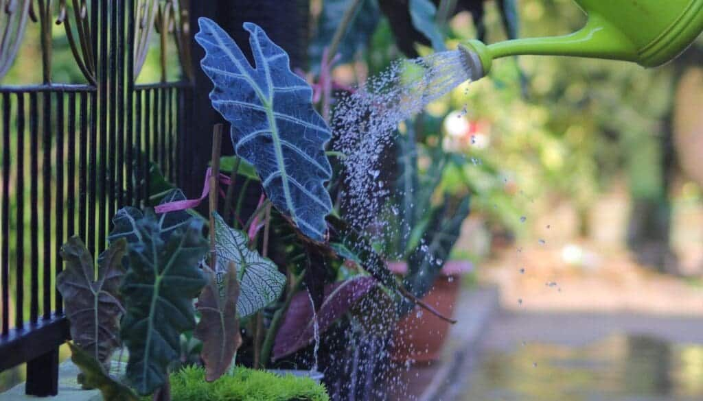 alocasia watering sink drainage