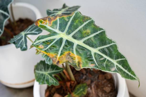 alocasia with humidifier near window