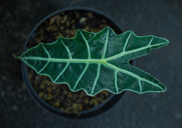 alocasia potting mix bark perlite