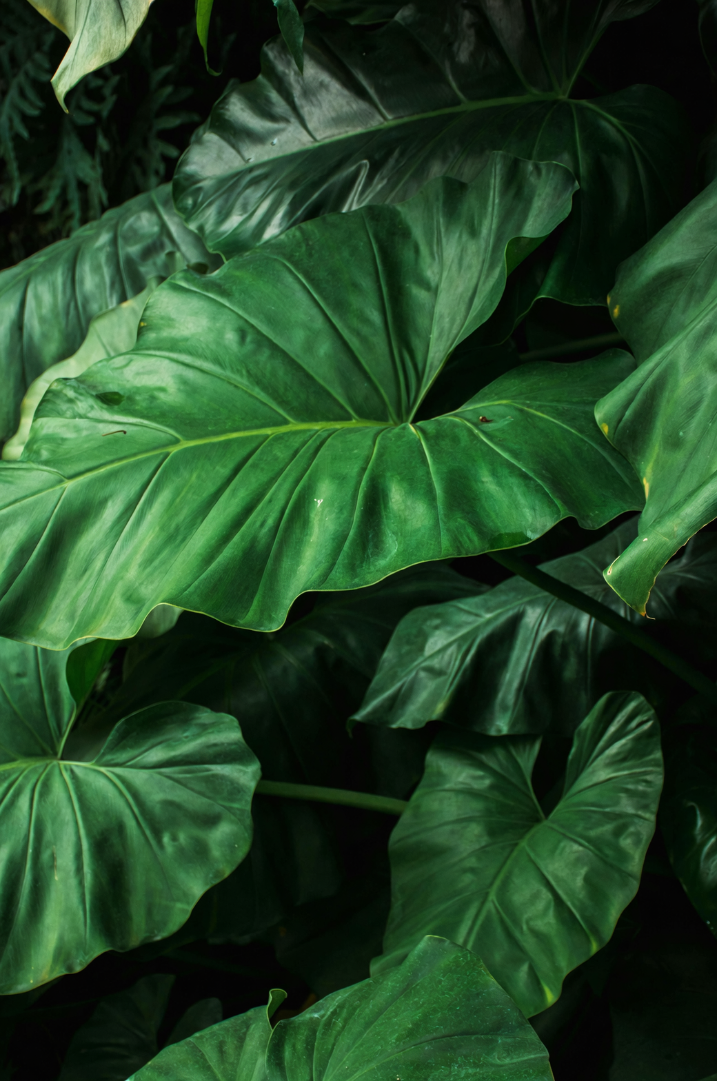 Spider Mites vs. Elephant Ears: The 14-Day Rescue Protocol