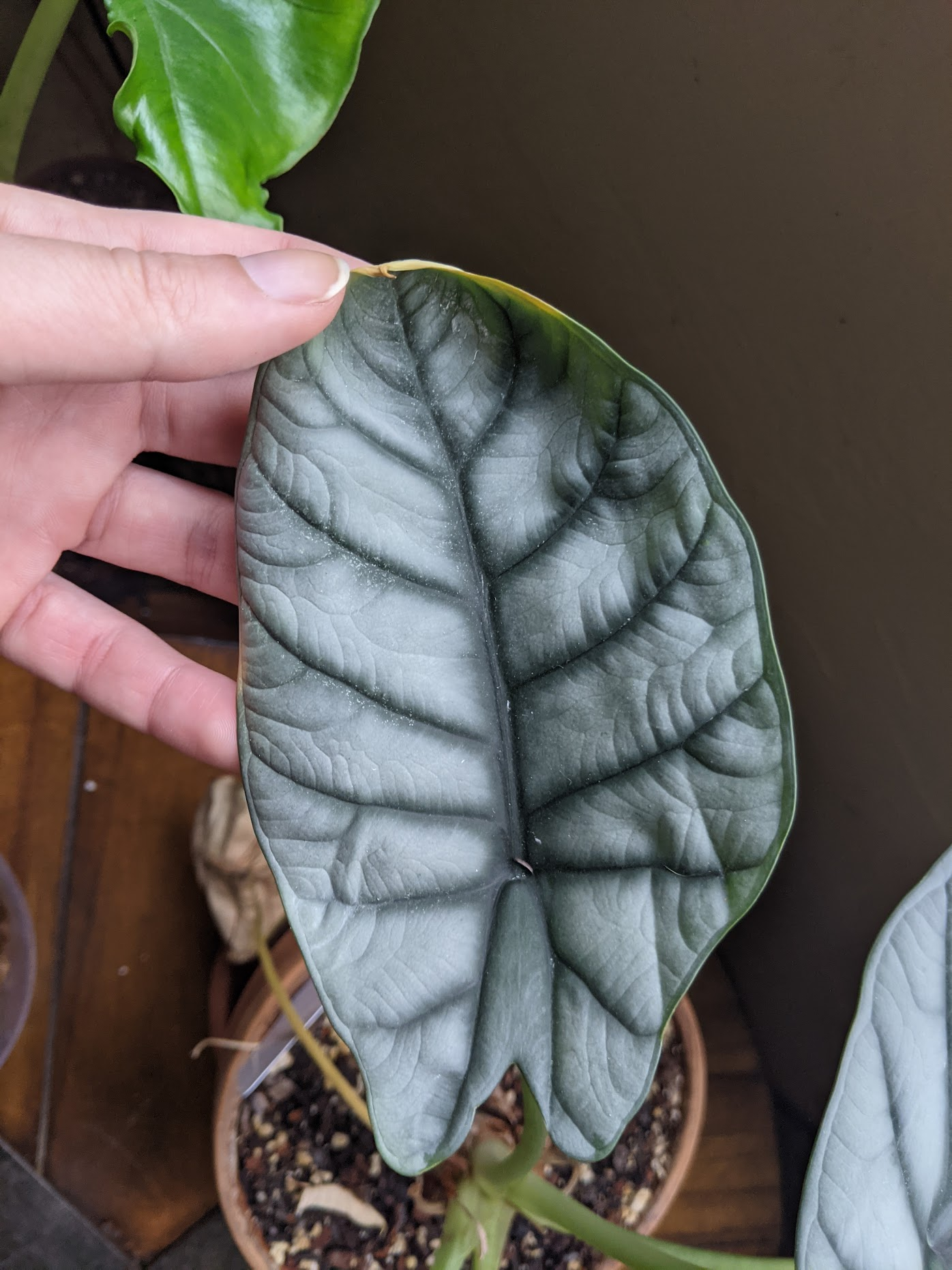 alocasia leaf underside spider mites